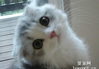 养护猫咪毛发的小技巧缩略图
