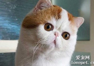 如何纠正并训练咬人的猫的行为？缩略图