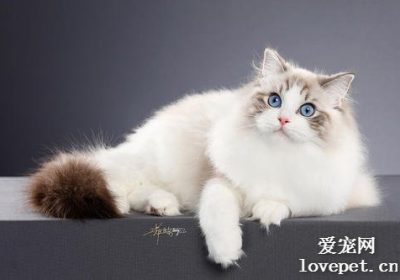 布偶猫的生活方式如何？缩略图