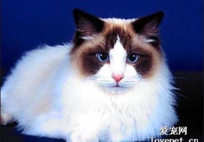 如何正确饲养布偶猫？缩略图