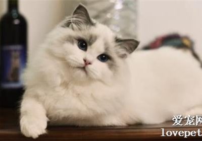 如何通过品相鉴赏布偶猫？缩略图