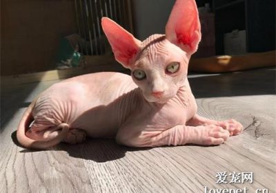 五种最难以照料的猫咪品种，只有高手才敢挑战缩略图
