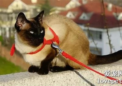 暹罗猫缘何被誉为“猫中之犬”？缩略图