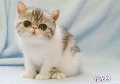如何挑选异国短毛猫的优劣？缩略图