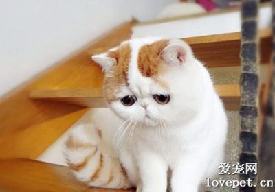 异国短毛猫脱毛问题解析与应对措施缩略图