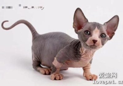 购买斯芬克斯猫的价格是多少？缩略图