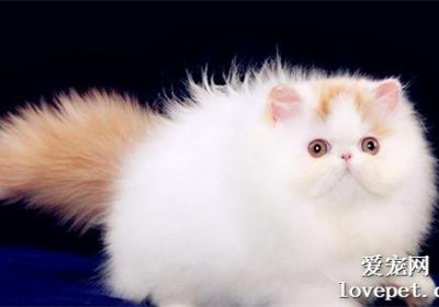 波斯猫的十项利弊缩略图