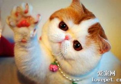 选择纯种异短（加菲猫）的指南。缩略图