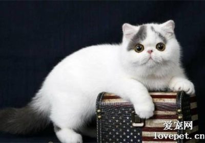 如何照顾异国短毛猫（加菲猫）？缩略图
