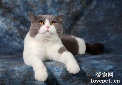 2021年度最热门且备受青睐的九大猫种缩略图