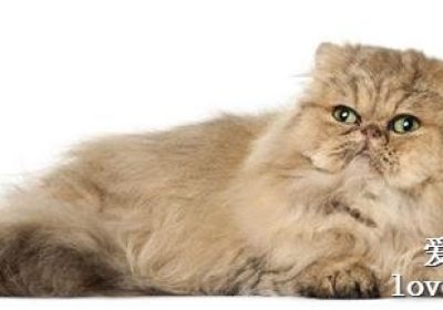 养波斯猫有哪些益处？缩略图