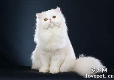 照顾波斯猫时务必谨记这6项要点，以防宠物猫健康出问题缩略图