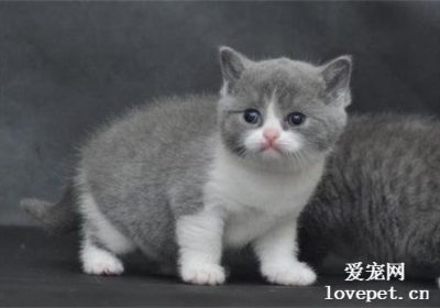 英国短毛猫饲养的六大益处缩略图