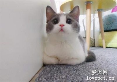 为何英国短毛猫如此受到宠物主人的喜爱？缩略图