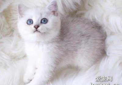 如何通过外观辨认英国短毛猫？缩略图