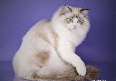 布偶猫为何售价高昂？缩略图