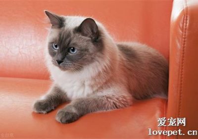 区分布偶猫的6种常见颜色指南缩略图