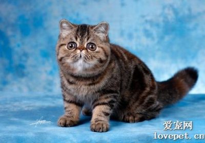 加菲猫（异国短毛猫）售价是多少？缩略图