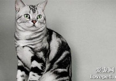 为何不应轻易选择饲养美国短毛猫？缩略图