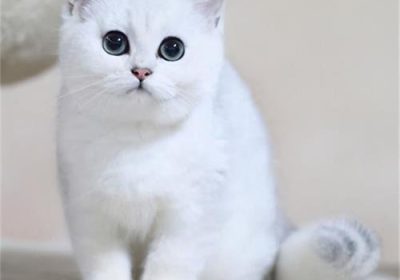美短毛猫的6种常见颜色种类缩略图