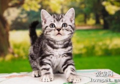美国短毛猫的标准颜色有哪些？缩略图