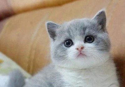 怎样区分美国短毛猫与英国短毛猫？缩略图