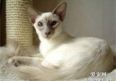 购买爪哇猫的费用范围是多少？缩略图