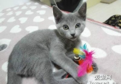 如何分辨克拉特猫与俄罗斯蓝猫？缩略图