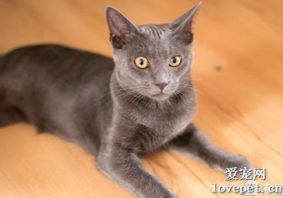 克拉特猫的性格特点分析及其相处之道缩略图