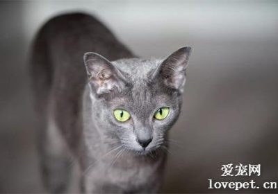 如何恰当照顾克拉特猫？缩略图
