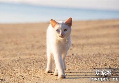 泰国御猫品种详解缩略图