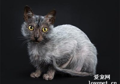 探索狼猫：世界知名猫种介绍缩略图