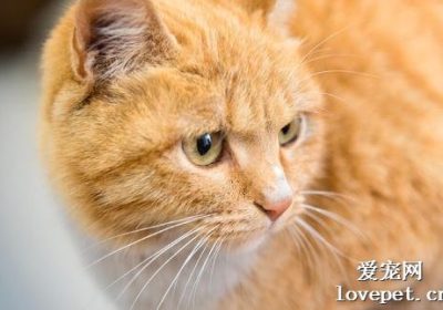 豆腐对猫是安全的食物选择吗？缩略图
