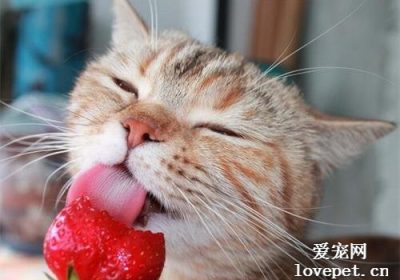 草莓适合猫咪食用吗？缩略图