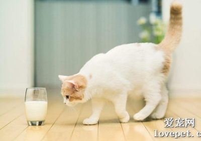 如何应对猫咪溴氯菊酯中毒情况？缩略图