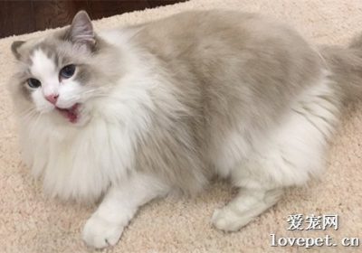如何应对猫咪的高血压问题？缩略图