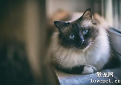 五种最宁静的猫品种，确保您的居家氛围始终宁静无扰缩略图
