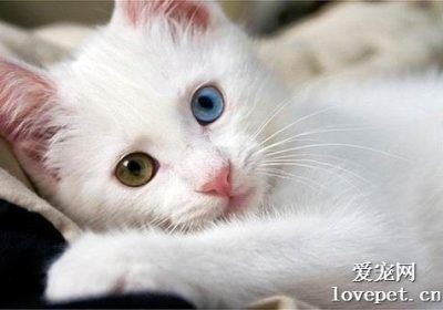 如何辨别缅因猫与波斯猫？缩略图