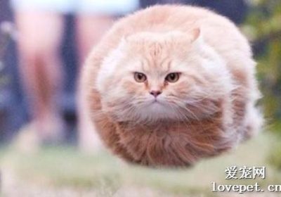 猫咪超重应对策：勿以节食作为减肥手段缩略图