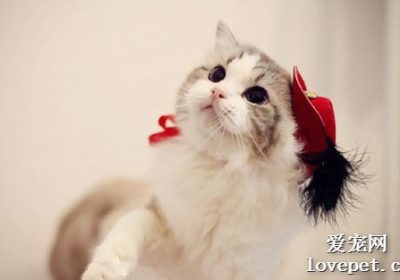 如何通过营养均衡的饮食照顾患有早期肾病的猫咪以减缓病情发展缩略图