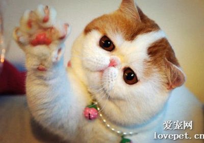 猫咪慢性瓣膜疾病的症状识别、诊断流程、治疗方案及预防策略缩略图