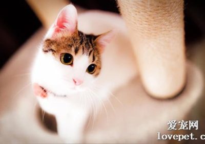 家居环境内养护猫咪保持活力与愉悦的四个关键策略缩略图