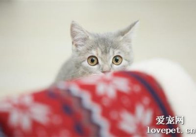 猫咪训练技巧：静待笼中、响应呼唤与亲昵互动缩略图