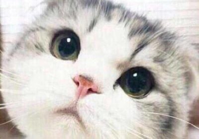为何家中猫咪持续叫个不停？缩略图