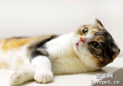 为何猫咪偏好于在床上排尿？缩略图