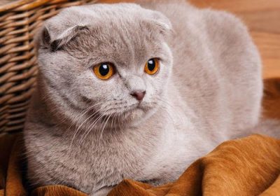 美短猫与折耳猫的异同点缩略图