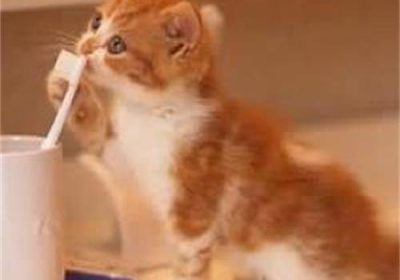 猫咪是否需要清理牙齿？多长时间清洁一次为宜？缩略图