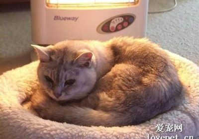 如何处理猫脚掌干燥粗糙问题？缩略图