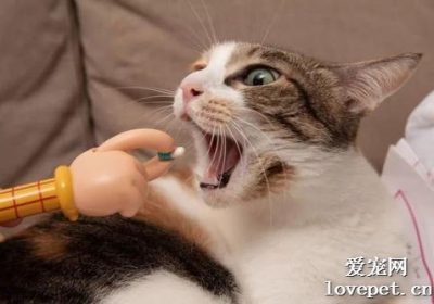 猫服用甲硝唑的适宜疗程时长是多少？缩略图