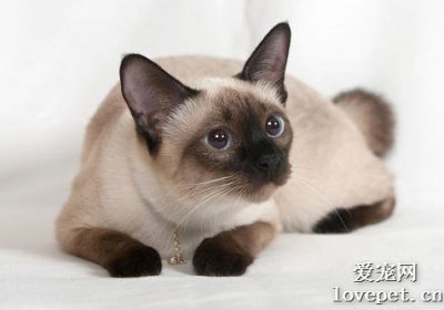 暹罗猫的饮食禁忌有哪些？缩略图